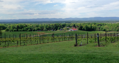Vineyards of Swan Creek / Raffaldini Vineyards - Mountain View Vineyards of Swan Creek / Raffaldini Vineyards - Mountain View