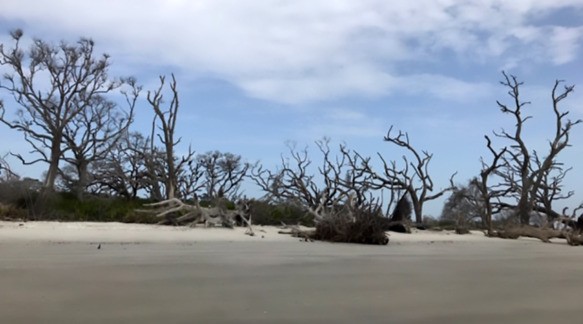 Jekyll Island - Driftwood