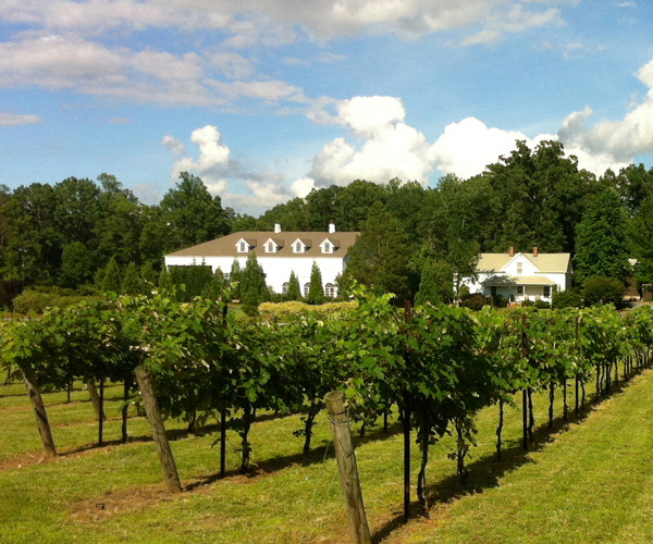 Stonefield Cellars Winery - Vineyard