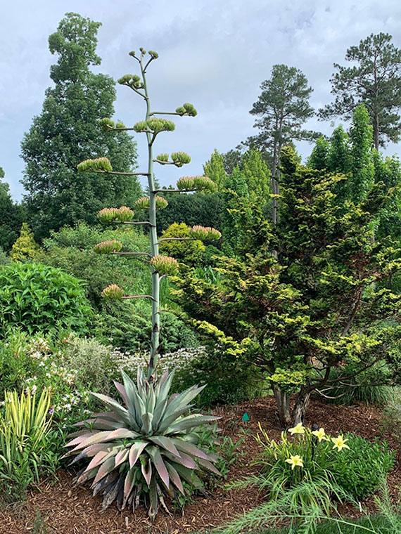 Juniper Level Botanic Garden