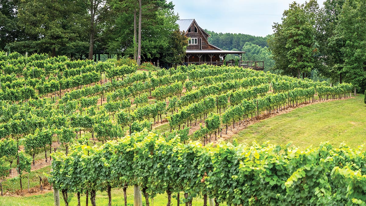 Overmountain Vineyards