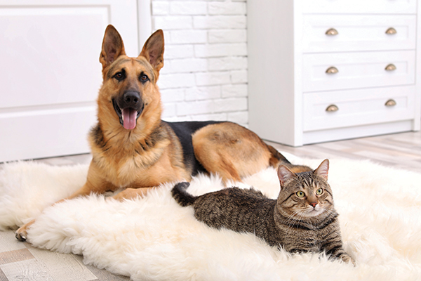 Pets - German Shepherd & Cat